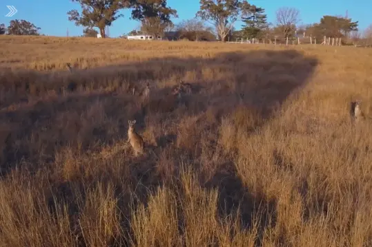 Stanthorpe image